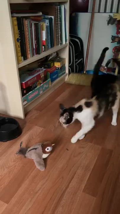 Enlarge Pintita, a ADOPTABLE American Shorthair in Highland Park, NJ video 2/5