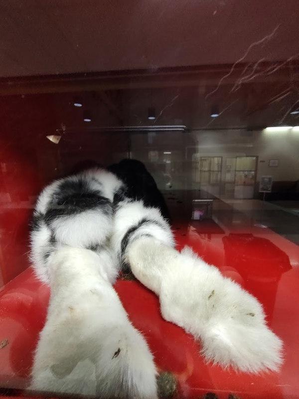 Enlarge Gomez, a Adoptable mixed breed in Vancouver, WA image 1/6