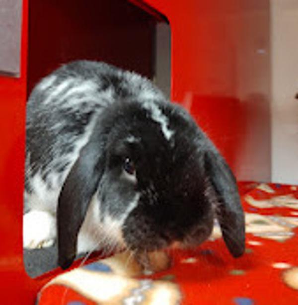 Enlarge Gomez, a Adoptable mixed breed in Vancouver, WA image 3/6