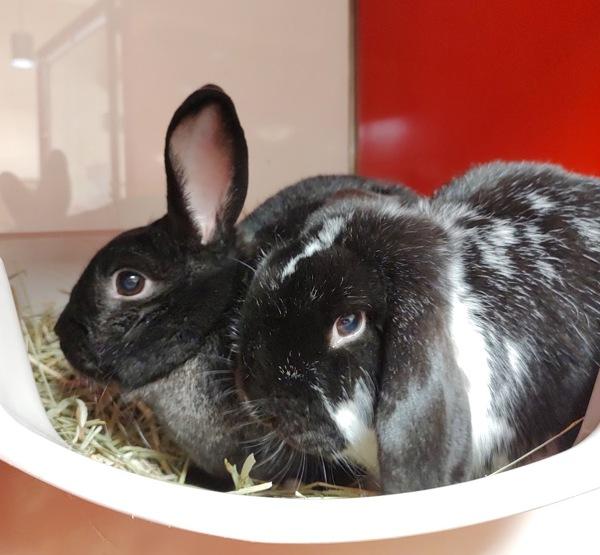 Enlarge Gomez, a Adoptable mixed breed in Vancouver, WA image 4/6