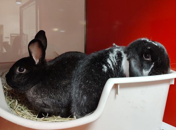 Enlarge Gomez, a Adoptable mixed breed in Vancouver, WA image 5/6