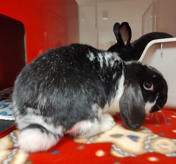 Enlarge Gomez, a Adoptable mixed breed in Vancouver, WA image 6/6