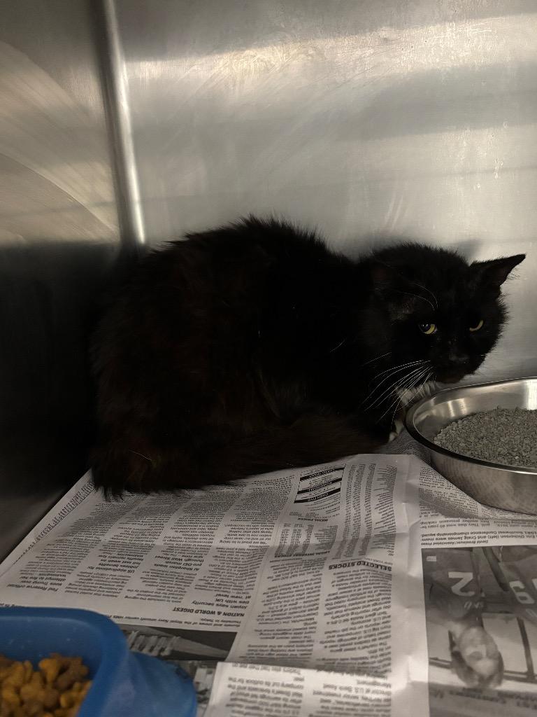 Kirby, Adoptable, Adult Male Domestic Medium Hair.