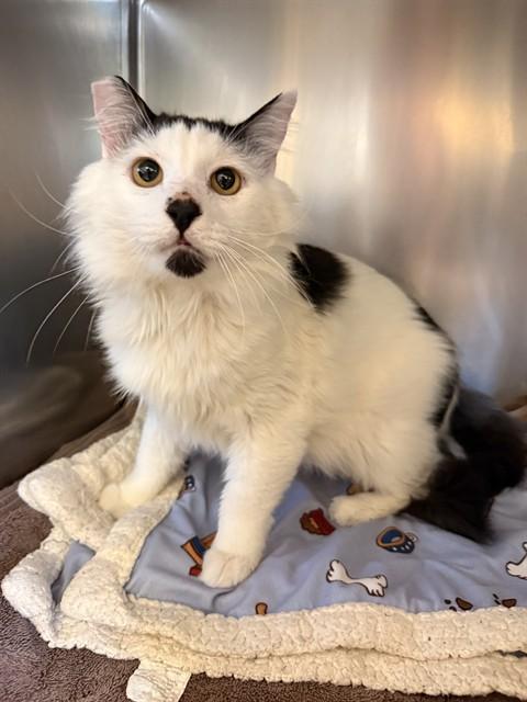 TOMMY, Adoptable, Adult Male Domestic Medium Hair.