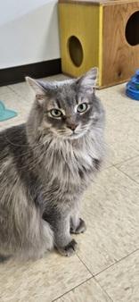 Ash, ADOPTABLE, Adult Male Domestic Medium Hair.