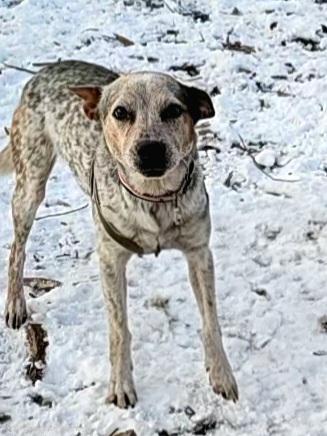 Enlarge Howdy, a ADOPTABLE mixed breed in Ringwood, NJ image 6/6