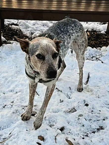 Enlarge Howdy, a ADOPTABLE mixed breed in Ringwood, NJ image 4/6