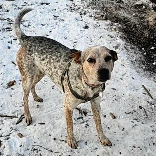 Enlarge Howdy, a ADOPTABLE mixed breed in Ringwood, NJ image 2/6