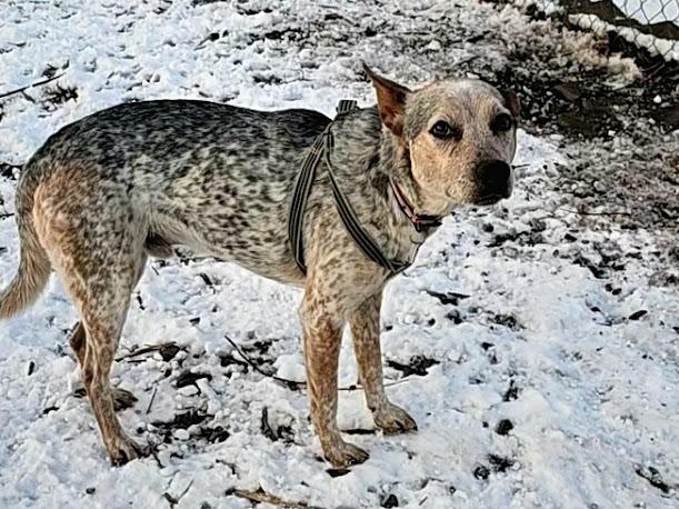 Enlarge Howdy, a ADOPTABLE mixed breed in Ringwood, NJ image 1/6