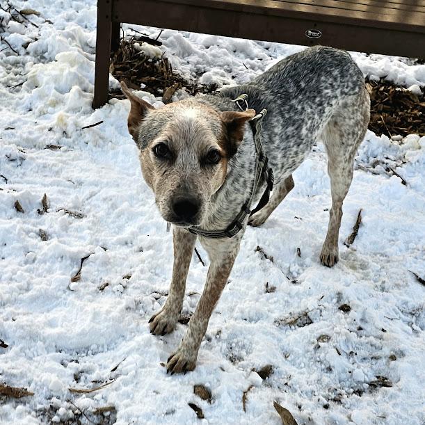 Enlarge Howdy, a ADOPTABLE mixed breed in Ringwood, NJ image 3/6