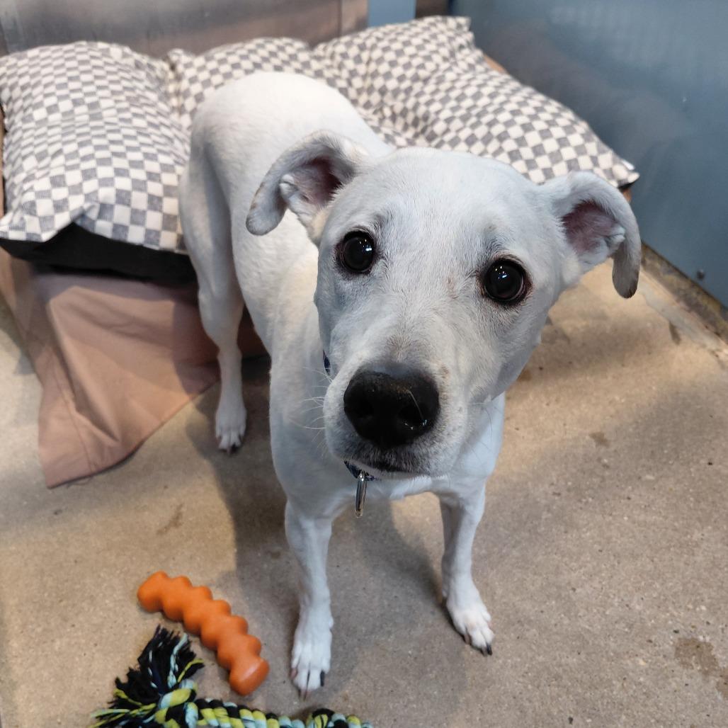 Harley, Adoptable, Senior Female Beagle.