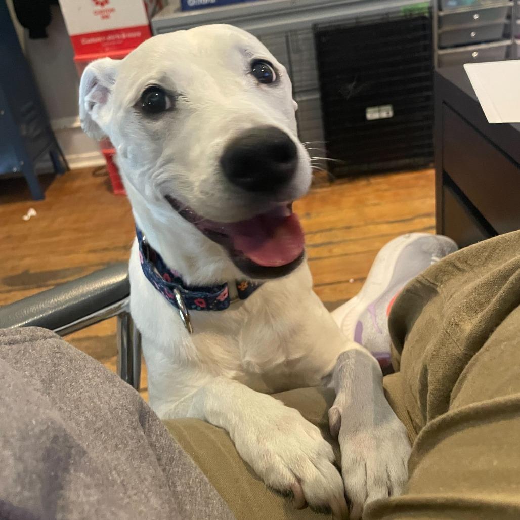 Harley, a Adoptable mixed breed in Philadelphia, PA image 2/2