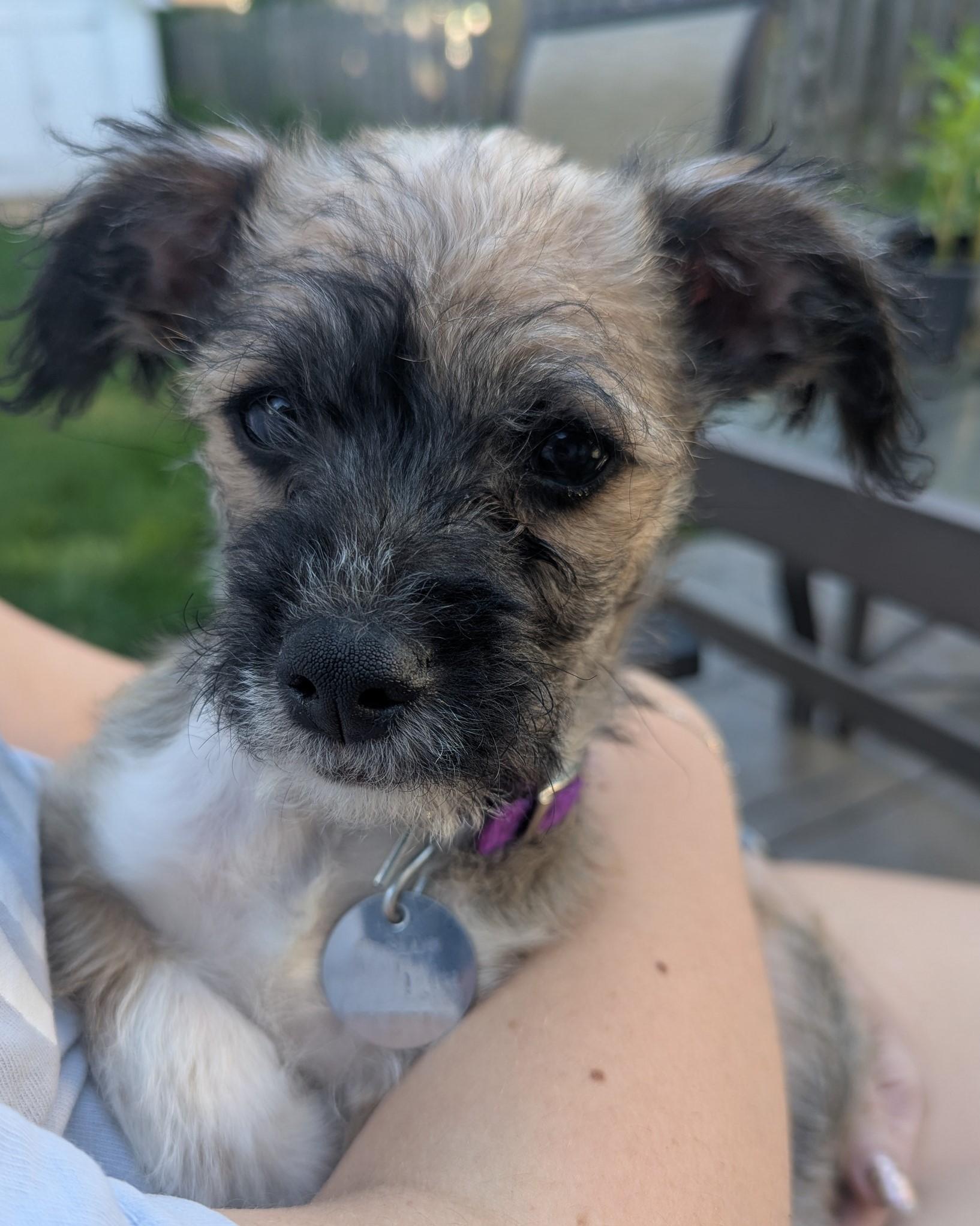 Vinny, adopted, Puppy Male Cairn Terrier & Mixed Breed.