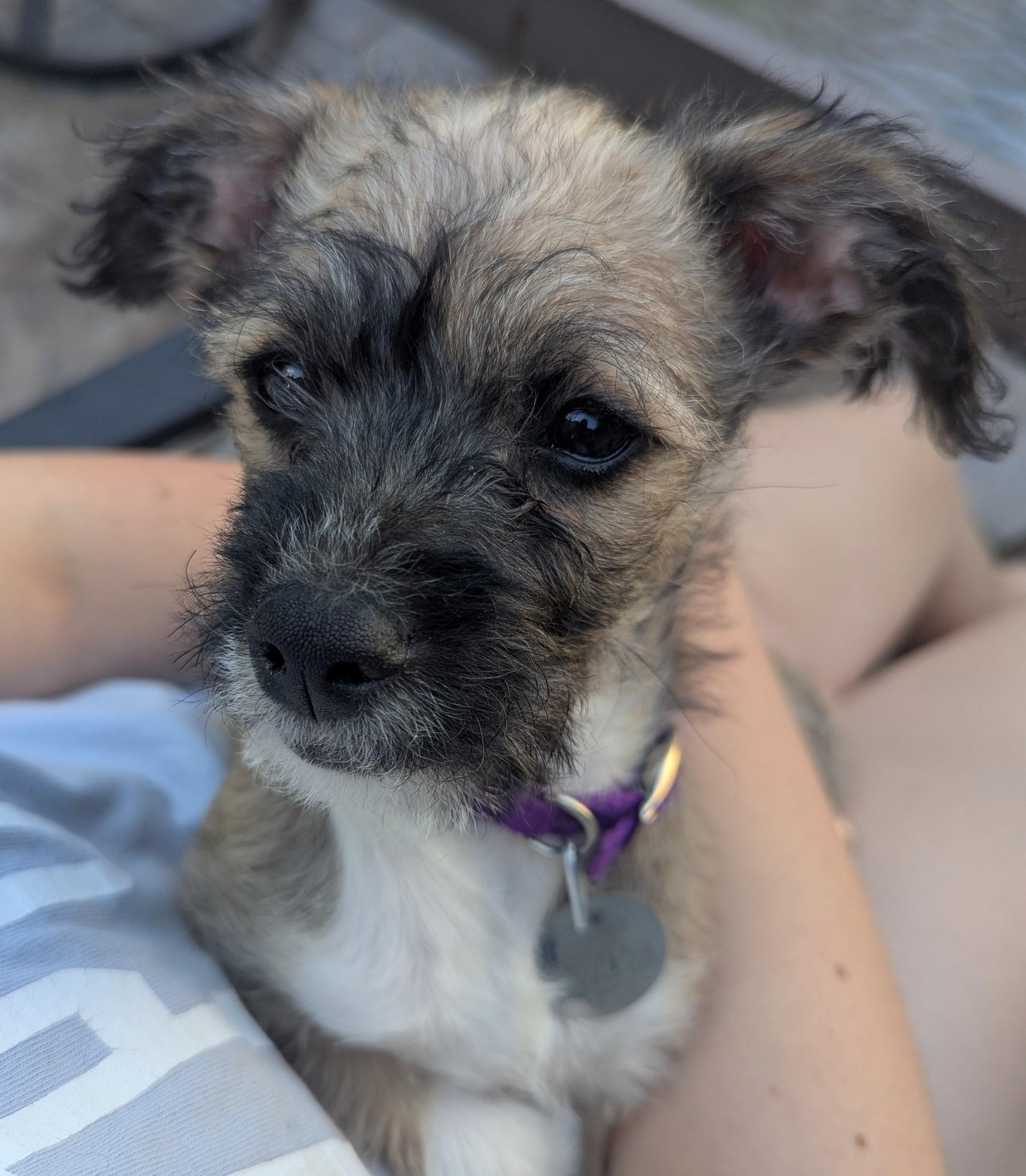 Enlarge Vinny, an adopted mixed breed in Saint Paul, MN image 4/6