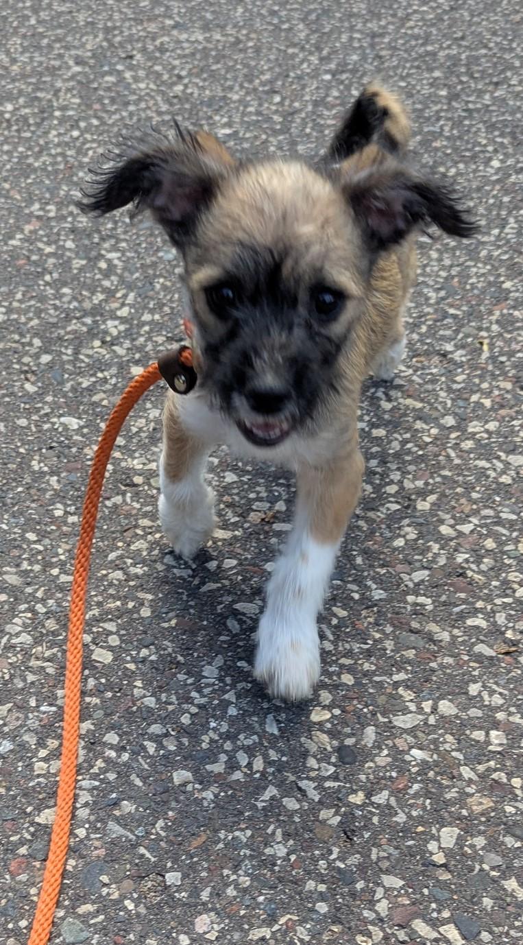 Enlarge Vinny, an adopted mixed breed in Saint Paul, MN image 5/6