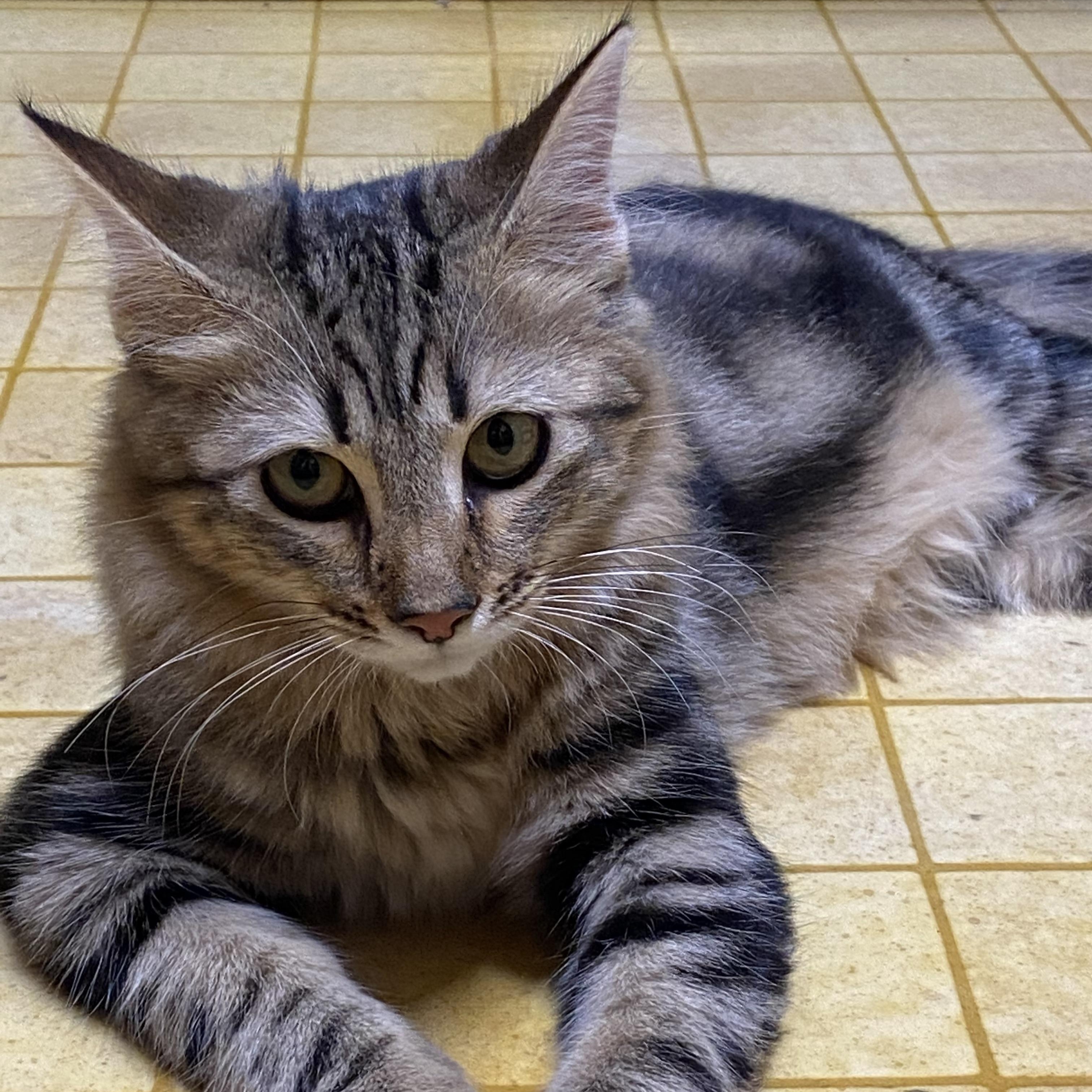 Tiger, Adopted, Kitten Female Domestic Medium Hair.