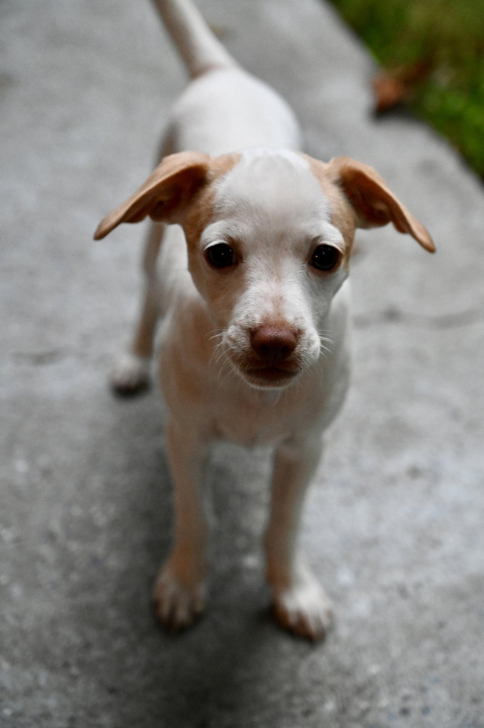 Enlarge Gopher Prairie *LOCAL*, a Adopted Chihuahua in Wakefield, RI image 1/3