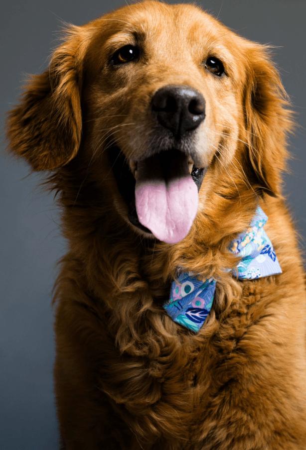 Enlarge Cupid, a ADOPTABLE Golden Retriever in Waterville, OH image 1/1