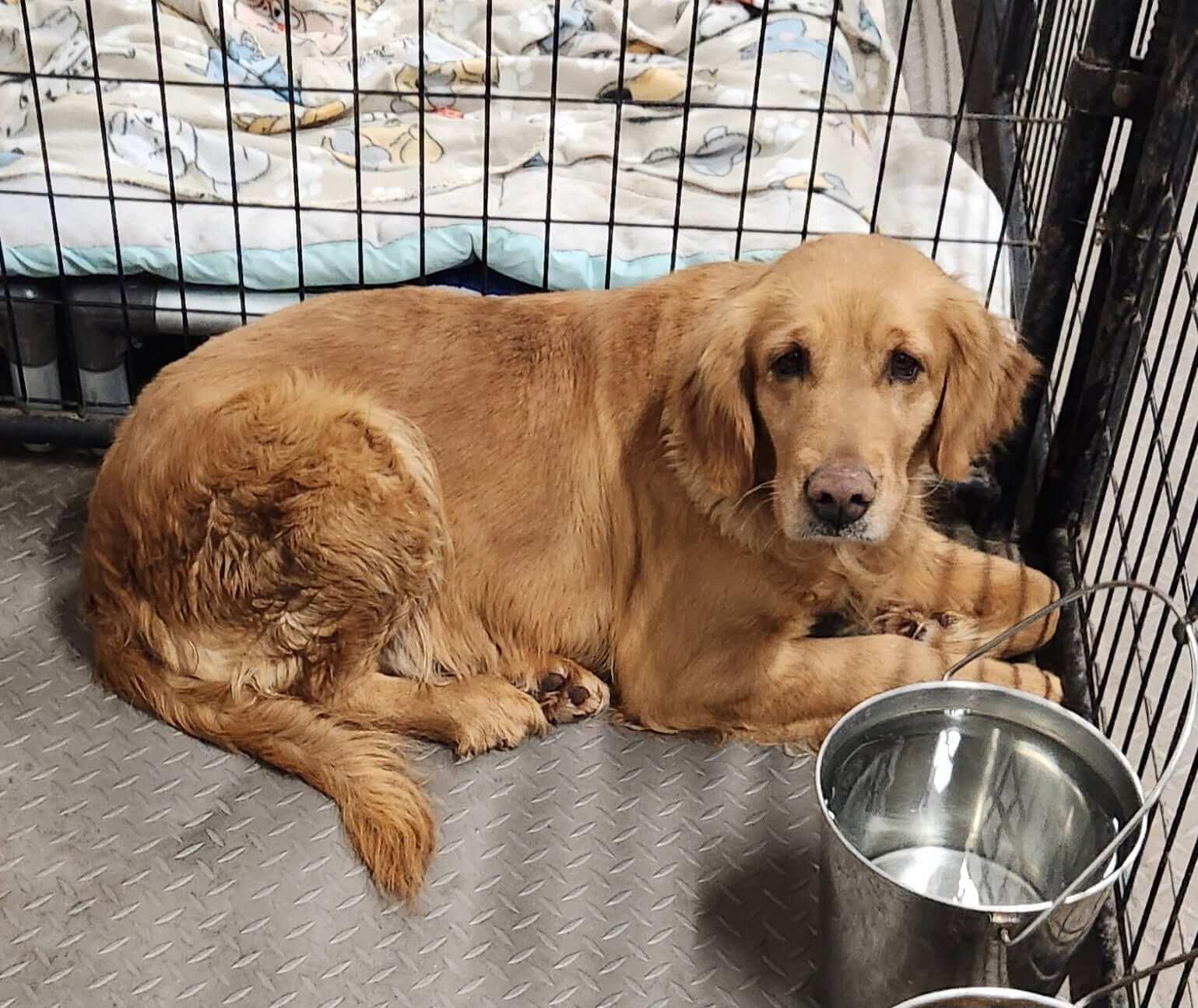 Enlarge Cupid, a ADOPTABLE Golden Retriever in Waterville, OH image 1/1