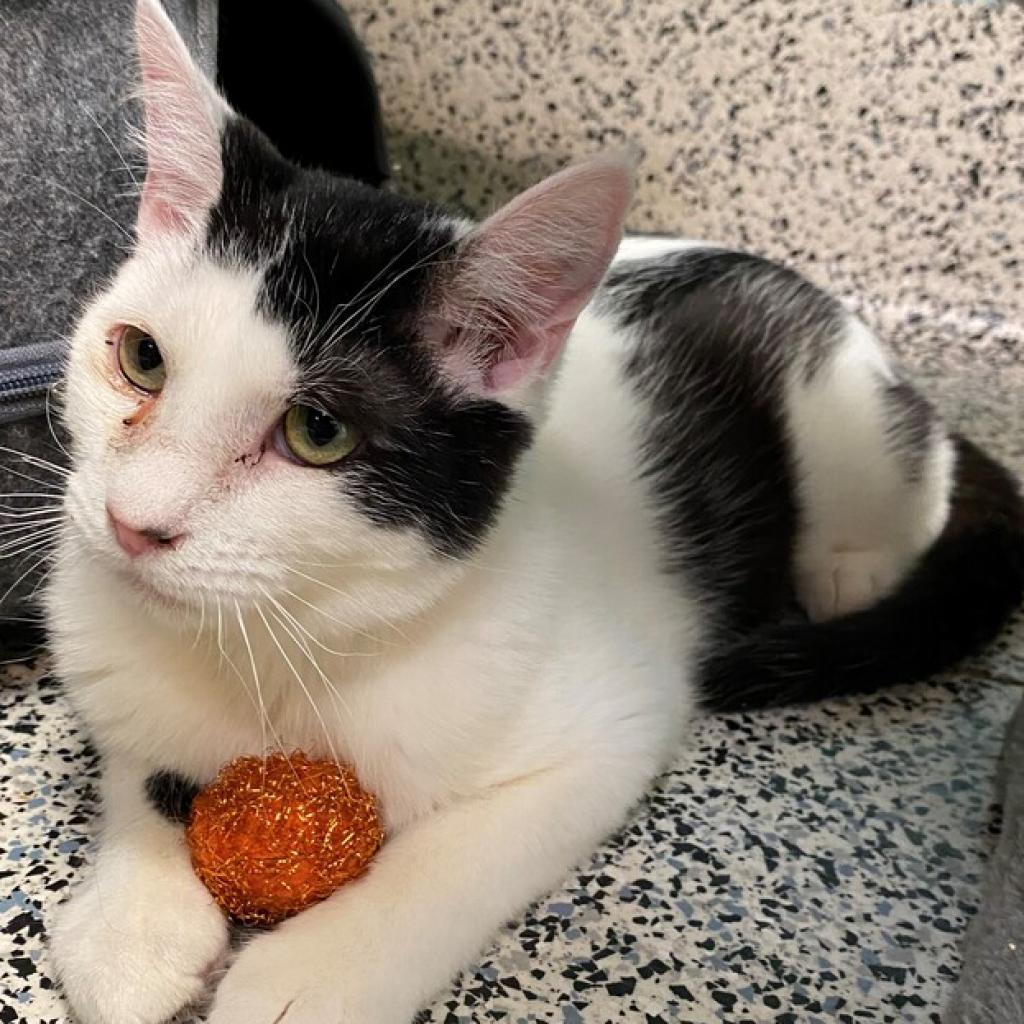 Enlarge Onus, a Adoptable Domestic Short Hair in Fresno, CA image 1/6