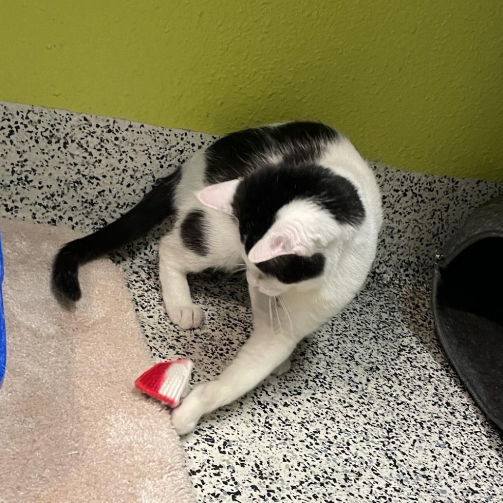 Enlarge Onus, a Adoptable Domestic Short Hair in Fresno, CA image 2/6