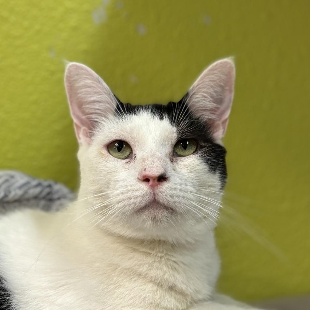 Enlarge Onus, a Adoptable Domestic Short Hair in Fresno, CA image 3/6