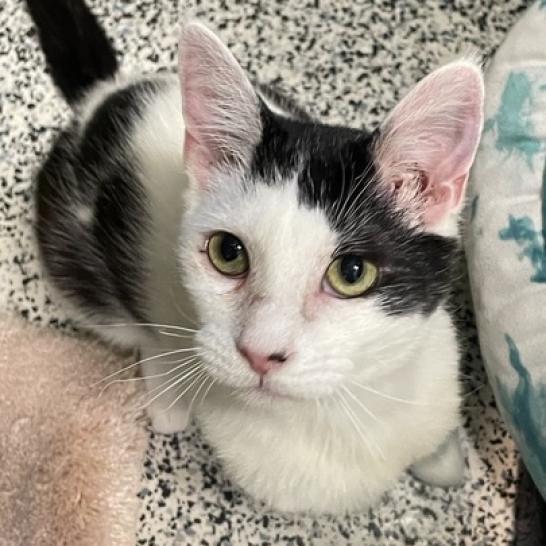 Enlarge Onus, a Adoptable Domestic Short Hair in Fresno, CA image 4/6