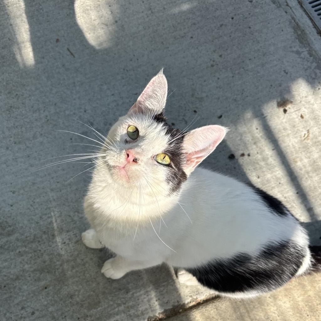 Enlarge Onus, a Adoptable Domestic Short Hair in Fresno, CA image 5/6