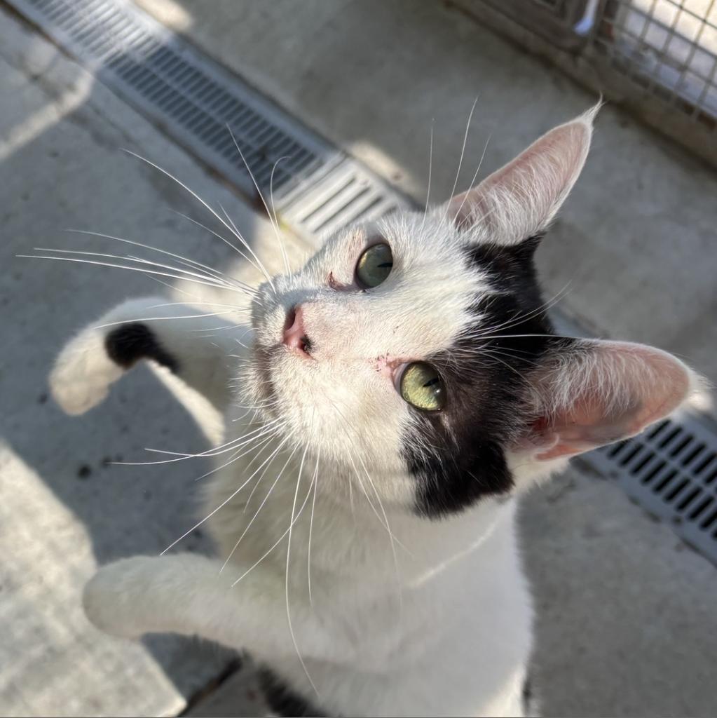 Enlarge Onus, a Adoptable Domestic Short Hair in Fresno, CA image 6/6
