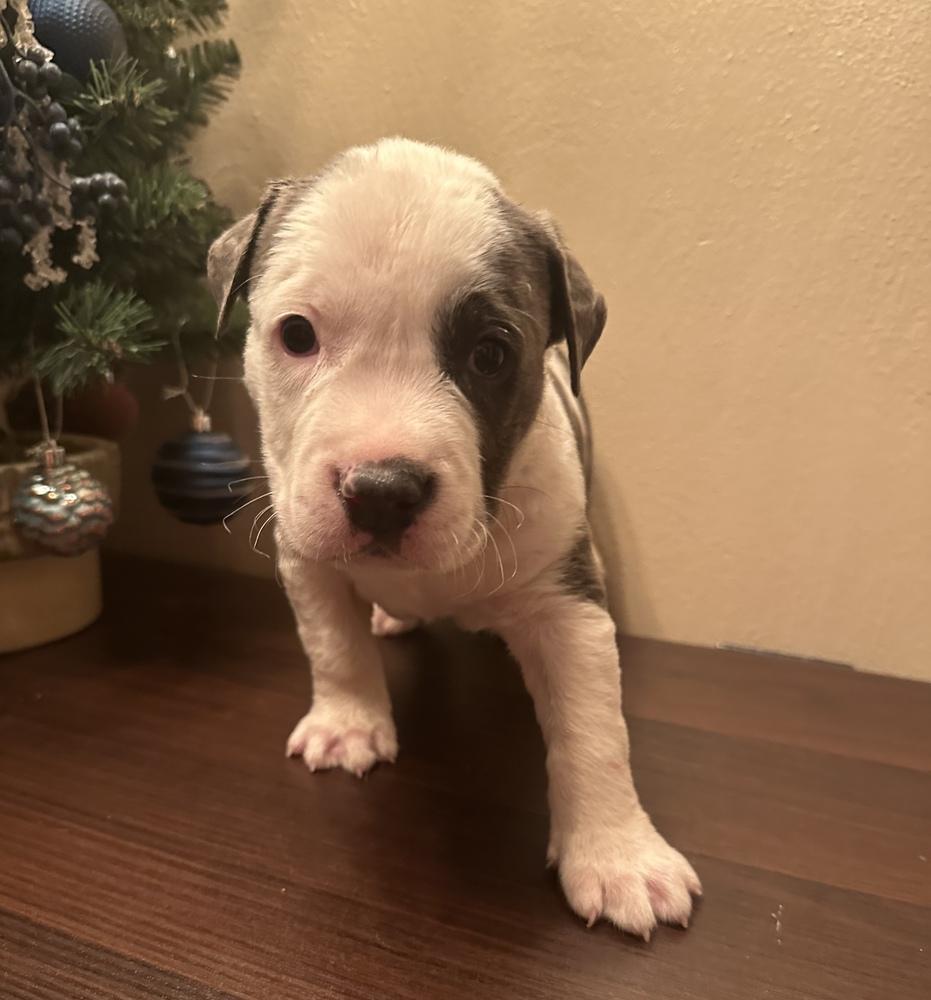 Hopper, Adoptable, Puppy Male Pit Bull Terrier & Mixed Breed.