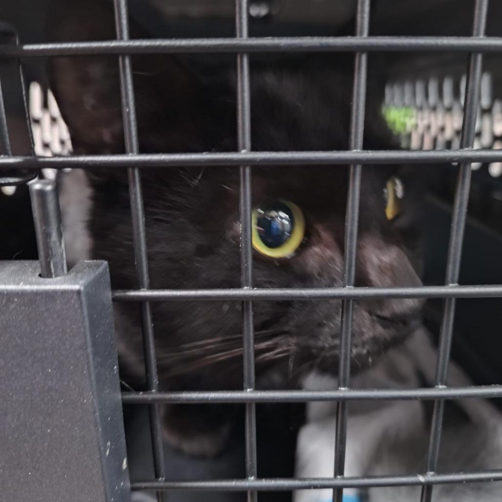 Mr. Jingle, Adoptable, Adult Male Domestic Short Hair.