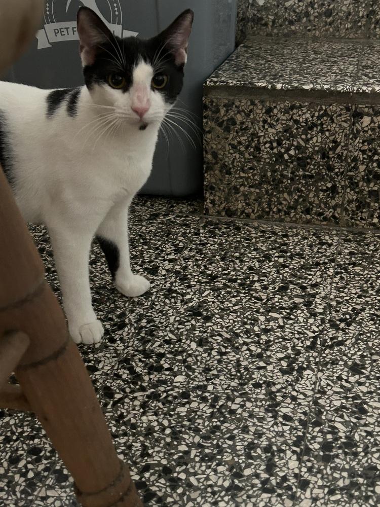 Enlarge Yin, a Adoptable mixed breed in Naranjito, PR image 1/5