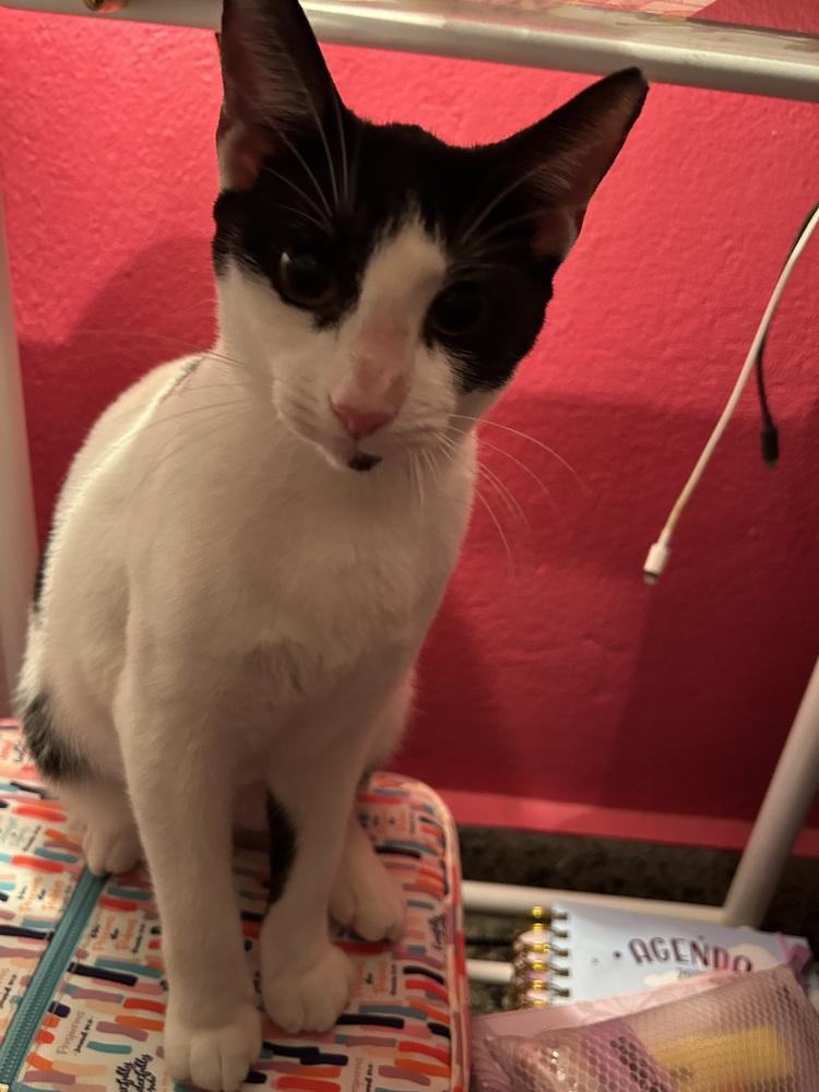 Enlarge Yin, a Adoptable mixed breed in Naranjito, PR image 2/5