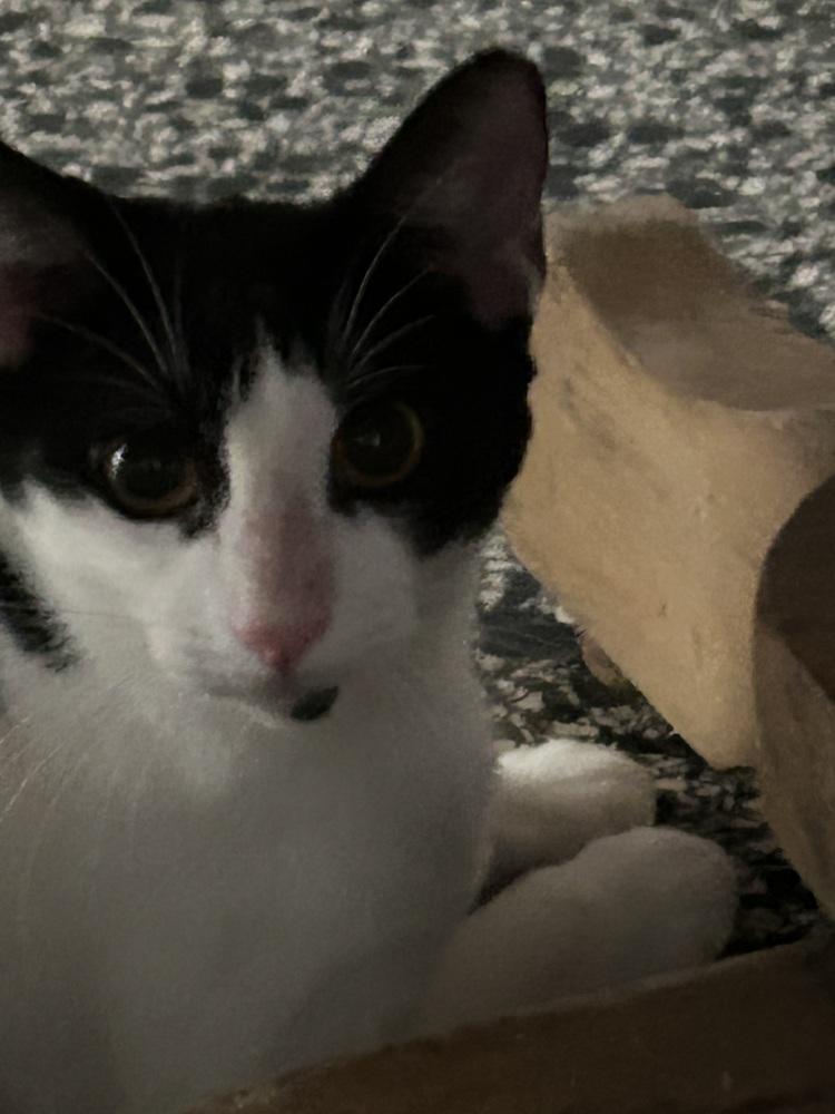 Enlarge Yin, a Adoptable mixed breed in Naranjito, PR image 3/5