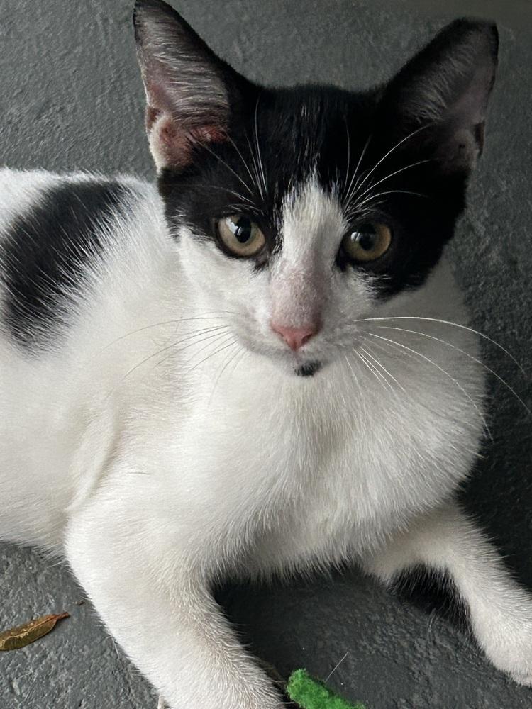 Yin, Adoptable, Kitten Female American Shorthair.