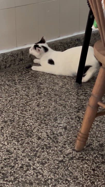 Enlarge Yin, a Adoptable mixed breed in Naranjito, PR video 5/5