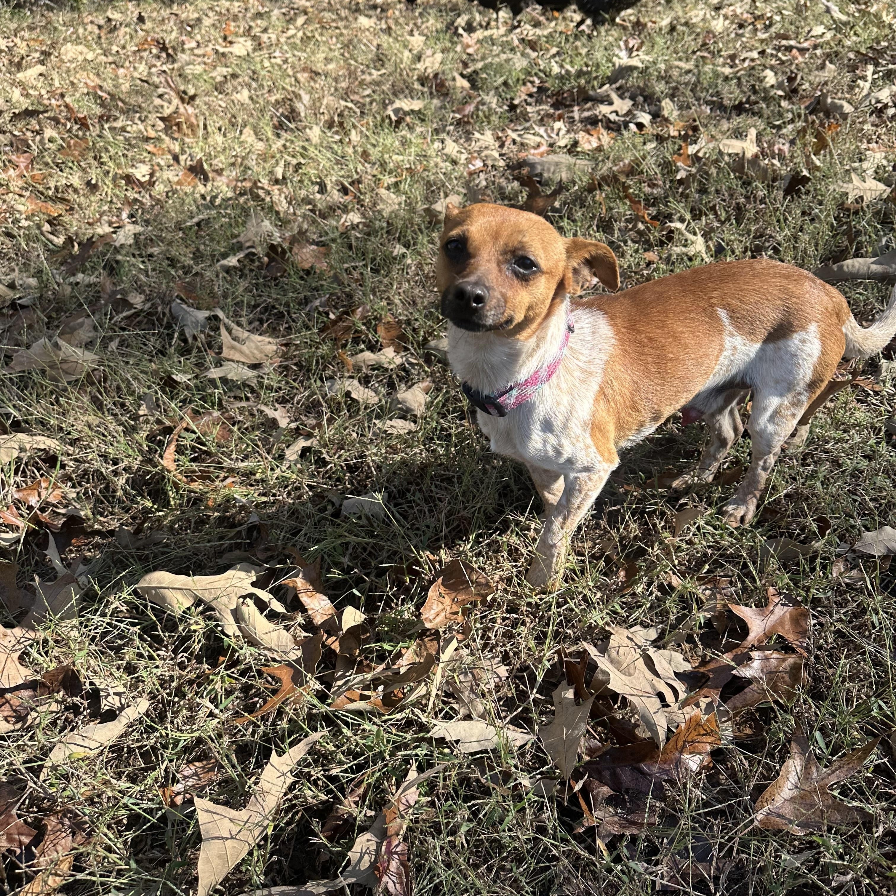 Jack photo 1