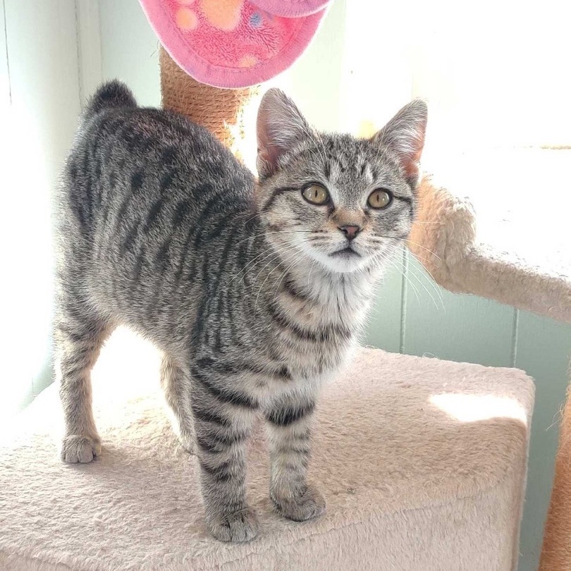 Enlarge Toblerone, a Adoptable mixed breed in Richmond, VA image 4/6