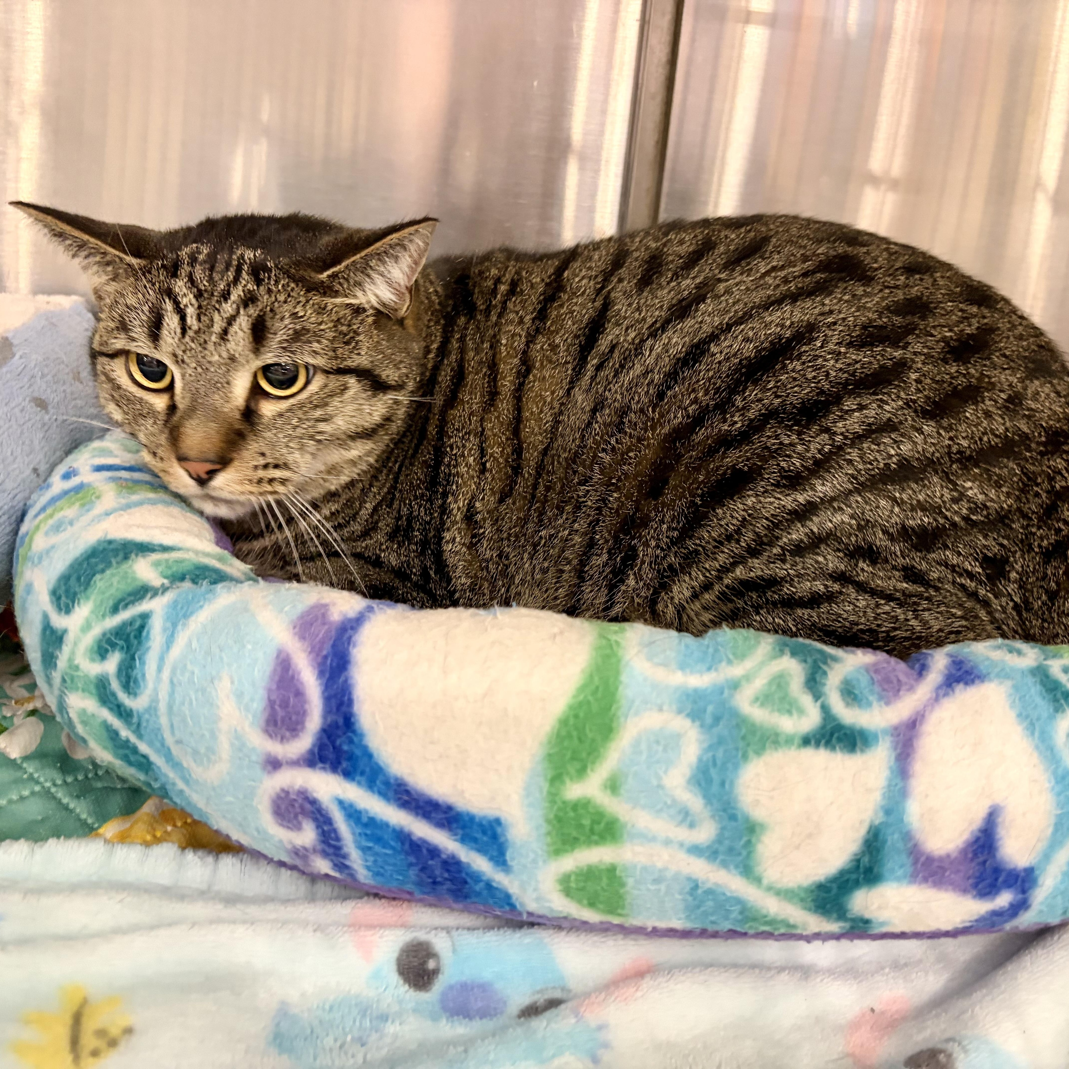 Enlarge Toblerone, a Adoptable mixed breed in Richmond, VA image 3/6
