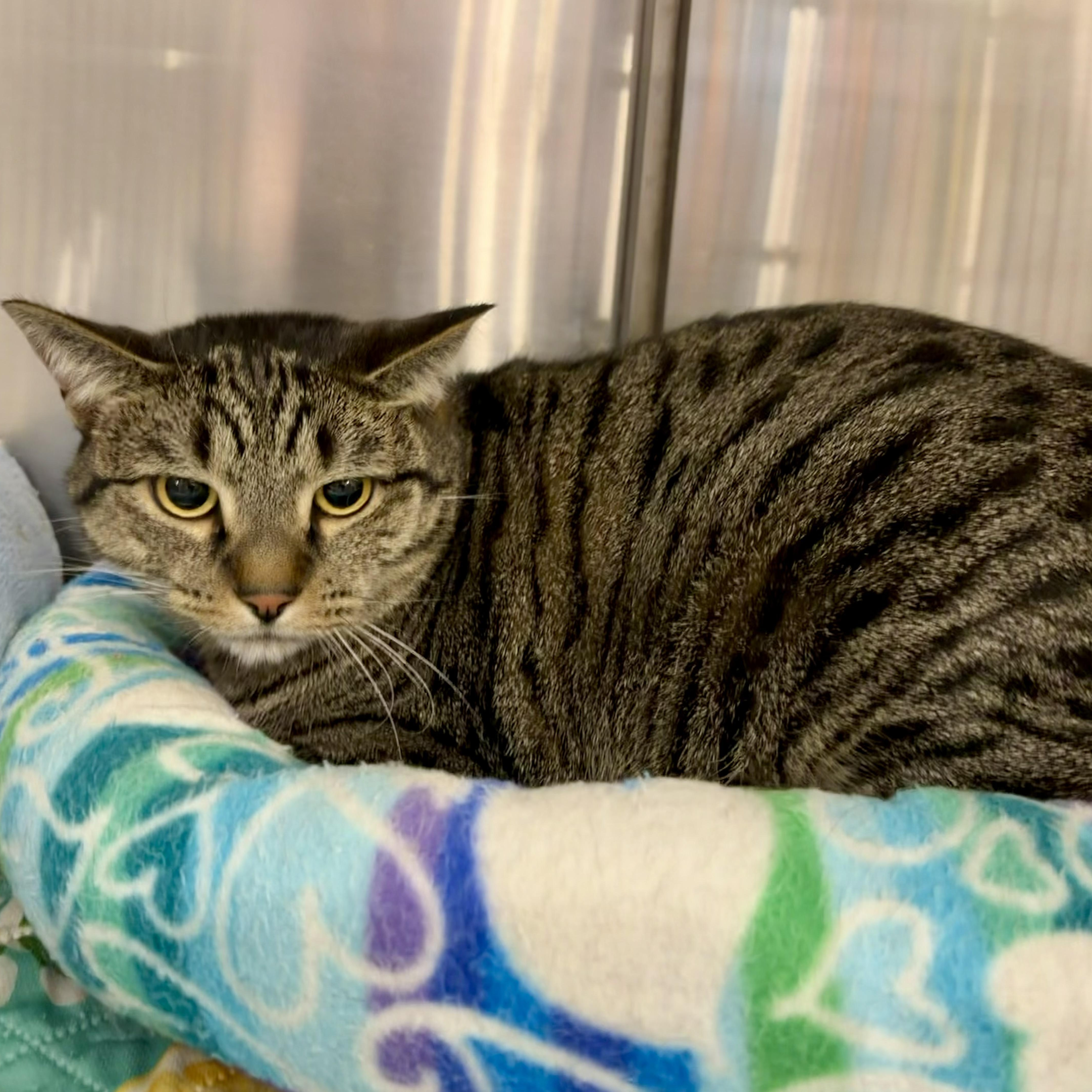 Enlarge Toblerone, a Adoptable mixed breed in Richmond, VA image 6/6
