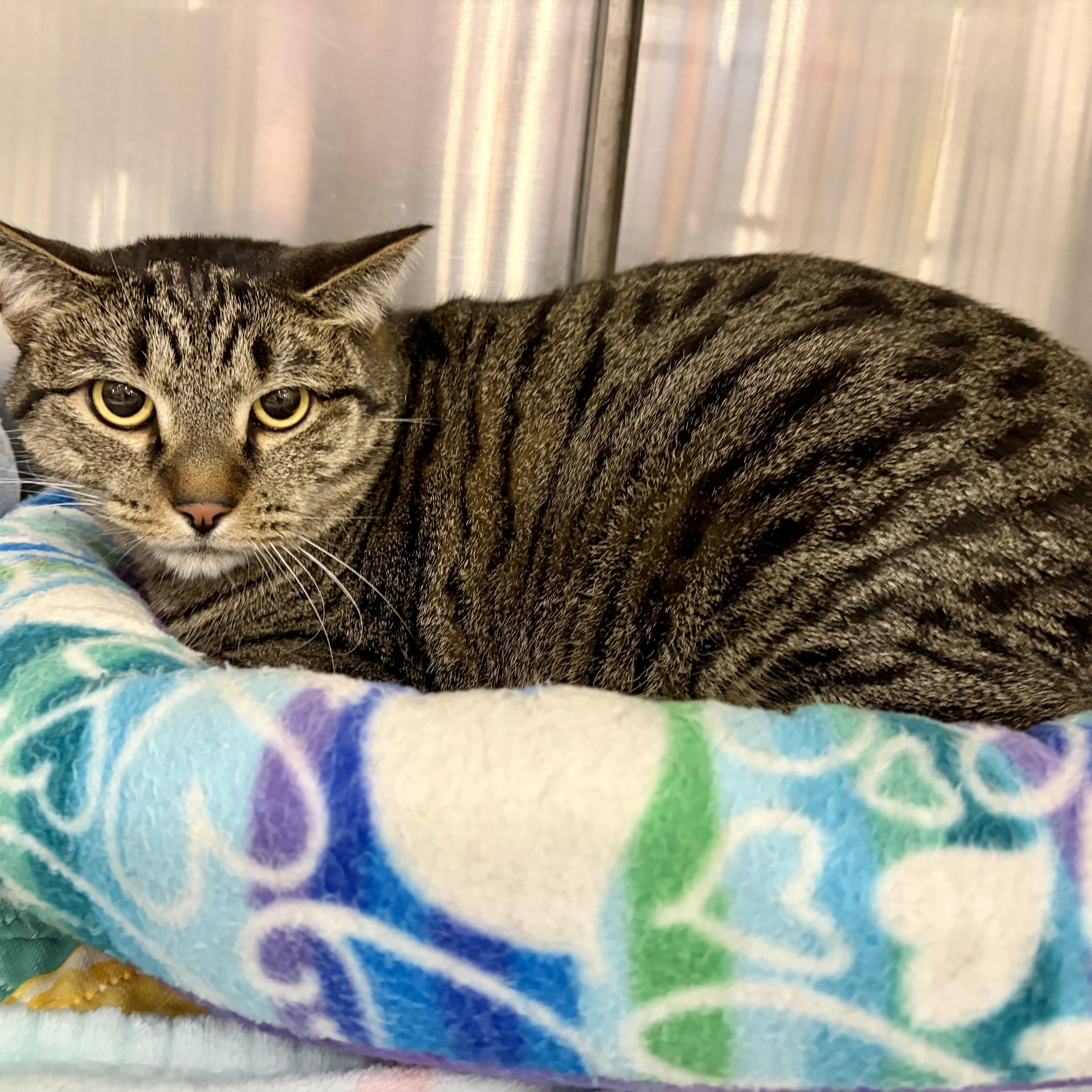 Toblerone, ADOPTABLE, Young • Male, Domestic Short Hair & American Bobtail.