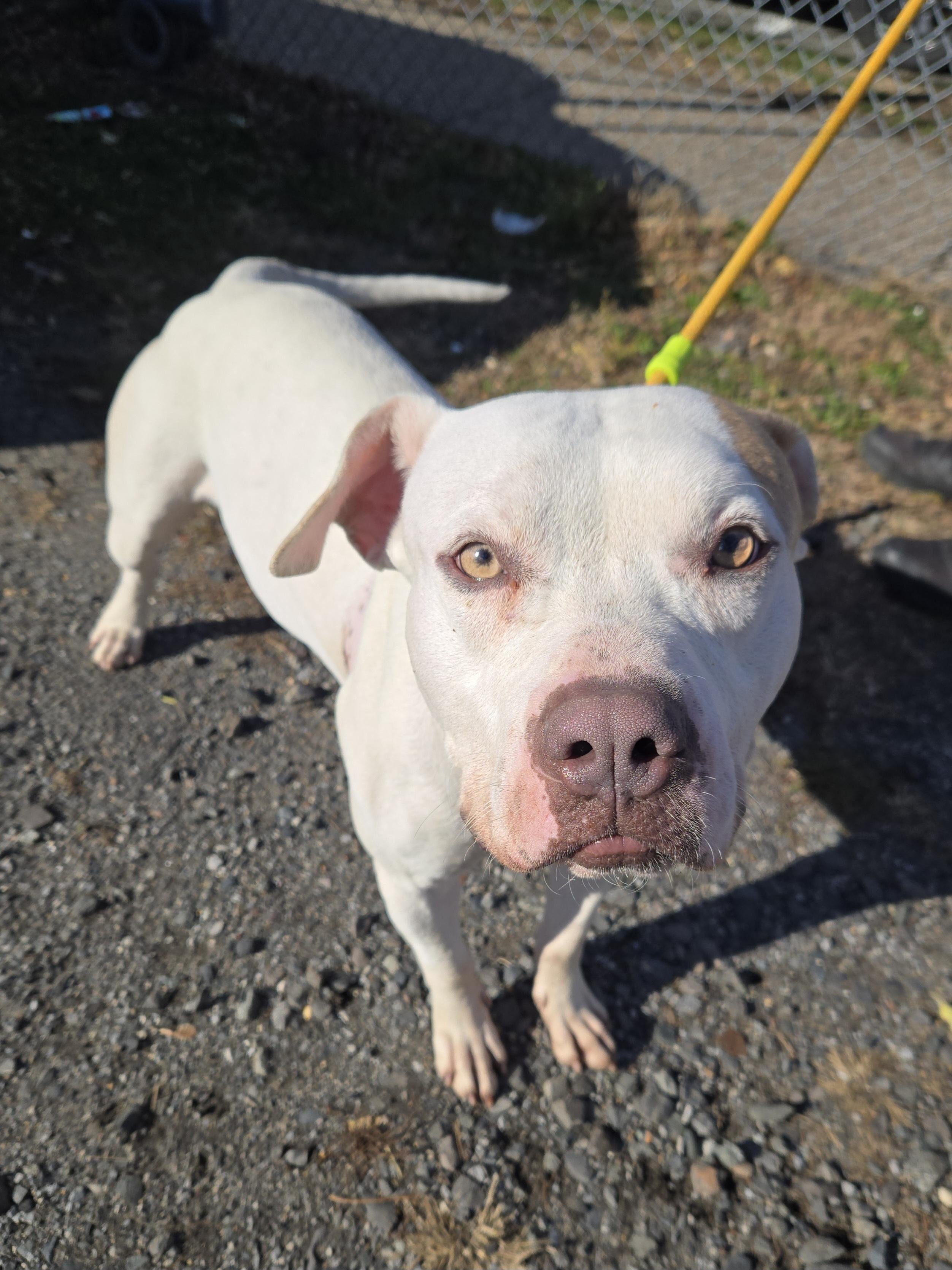 Enlarge Blaze, a ADOPTABLE Pit Bull Terrier in Trenton, NJ image 1/3