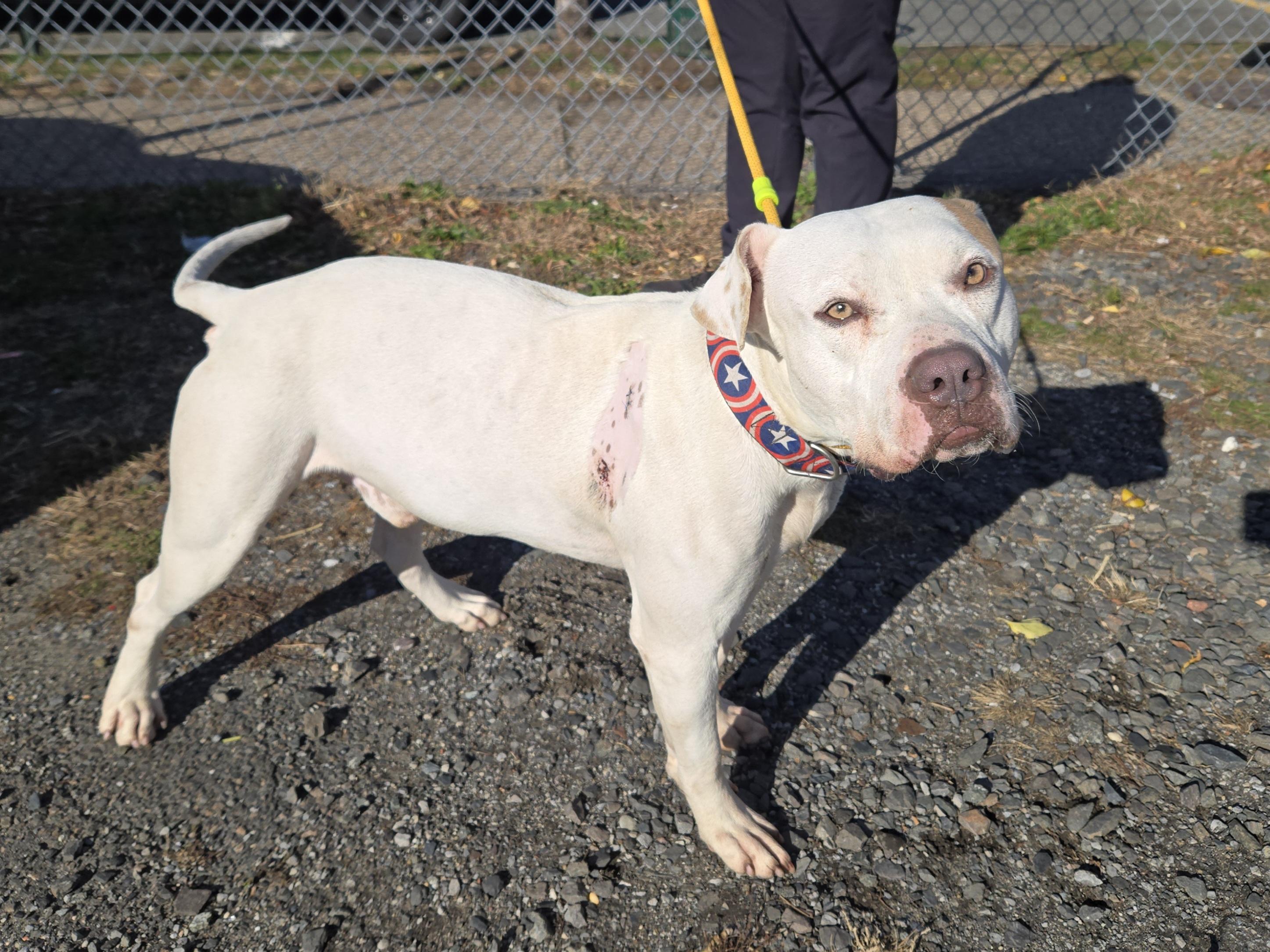 Enlarge Blaze, a ADOPTABLE Pit Bull Terrier in Trenton, NJ image 2/3
