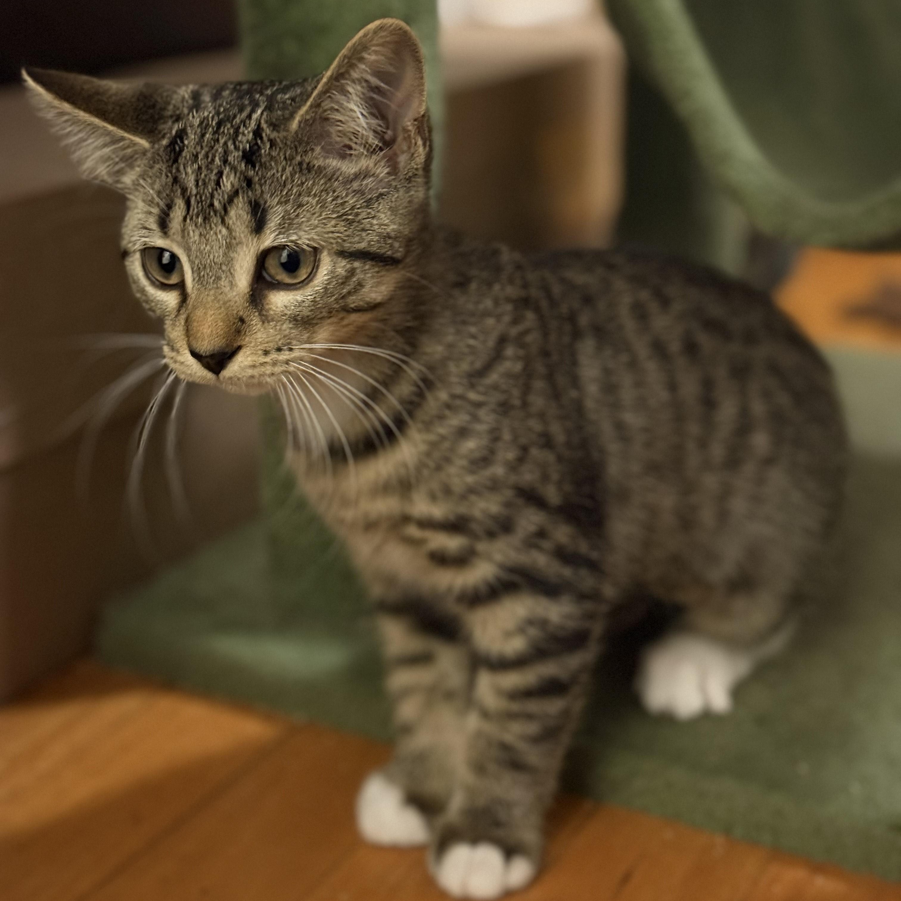 Enlarge Basil, a Adoptable Domestic Short Hair in Chicago, IL image 2/4
