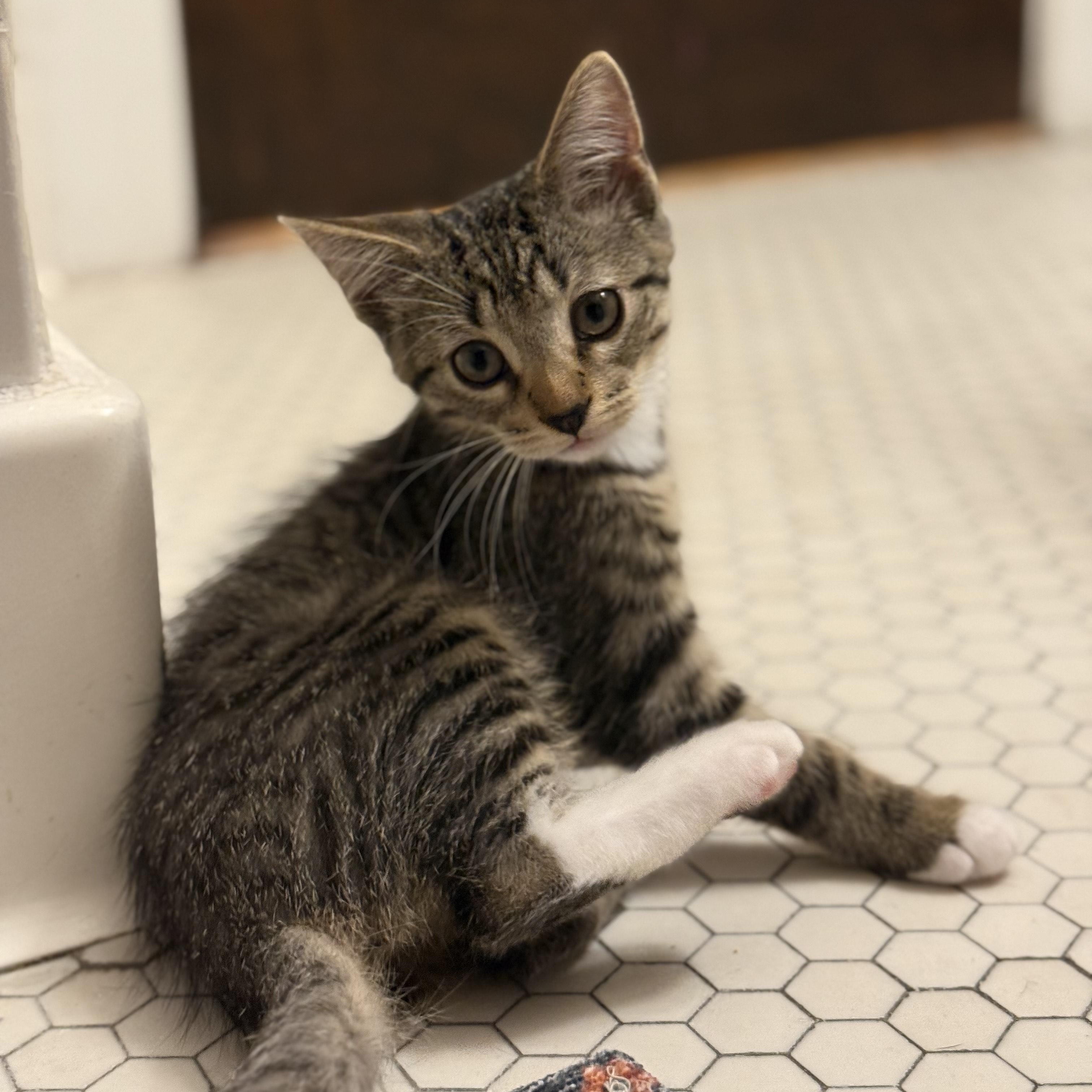 Enlarge Basil, a Adoptable Domestic Short Hair in Chicago, IL image 4/4