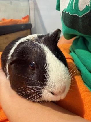 Bluebell, a Adoptable Guinea Pig in Roseville, CA image 1/2