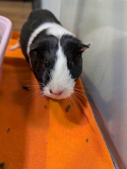 Bluebell, a Adoptable Guinea Pig in Roseville, CA image 2/2