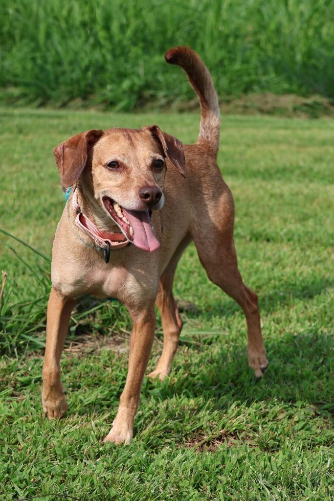 Enlarge Brownie, a Adoptable mixed breed in Columbia, TN image 1/4