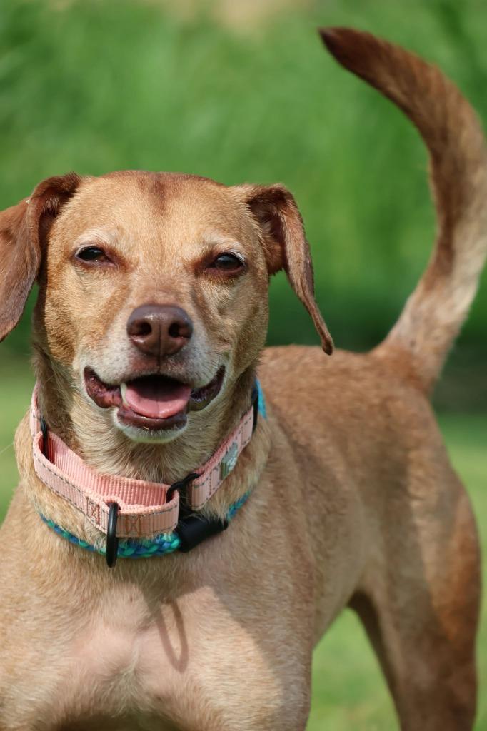 Enlarge Brownie, a Adoptable mixed breed in Columbia, TN image 2/4