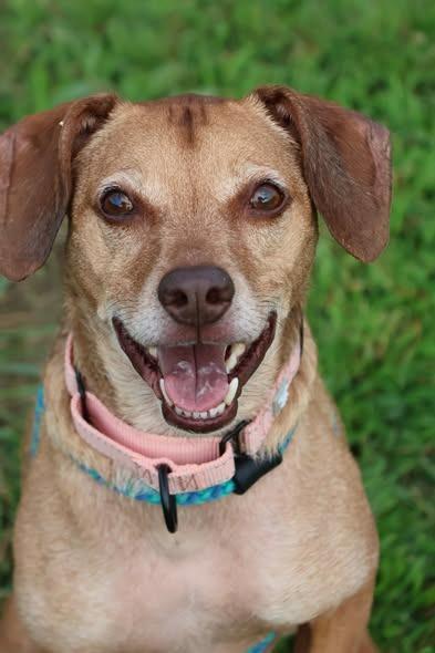 Enlarge Brownie, a Adoptable mixed breed in Columbia, TN image 3/4